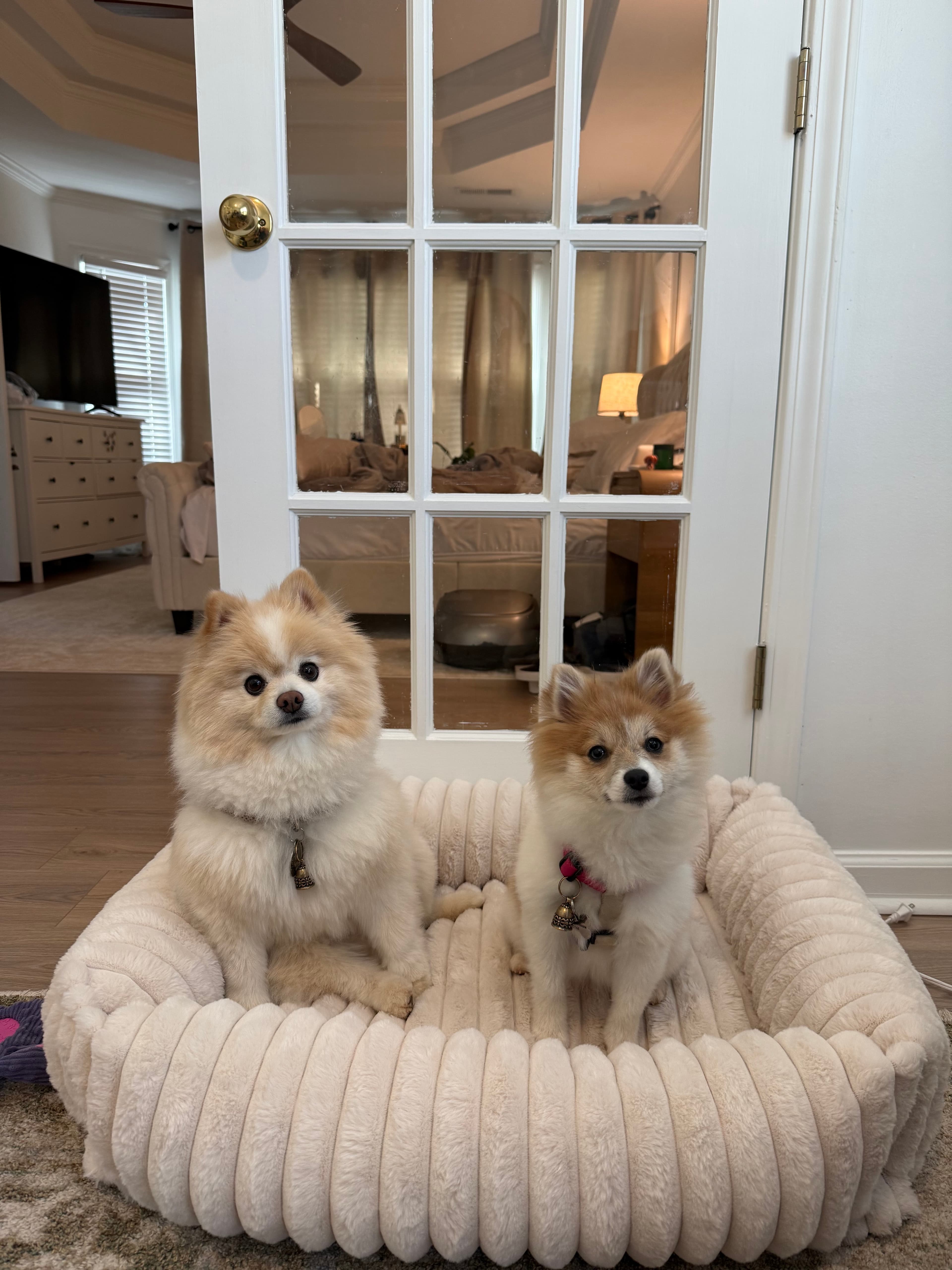 Snow and Alaska, Rodrigo and Vanessa's two Pomeranians, sitting together in a cozy dog bed at home