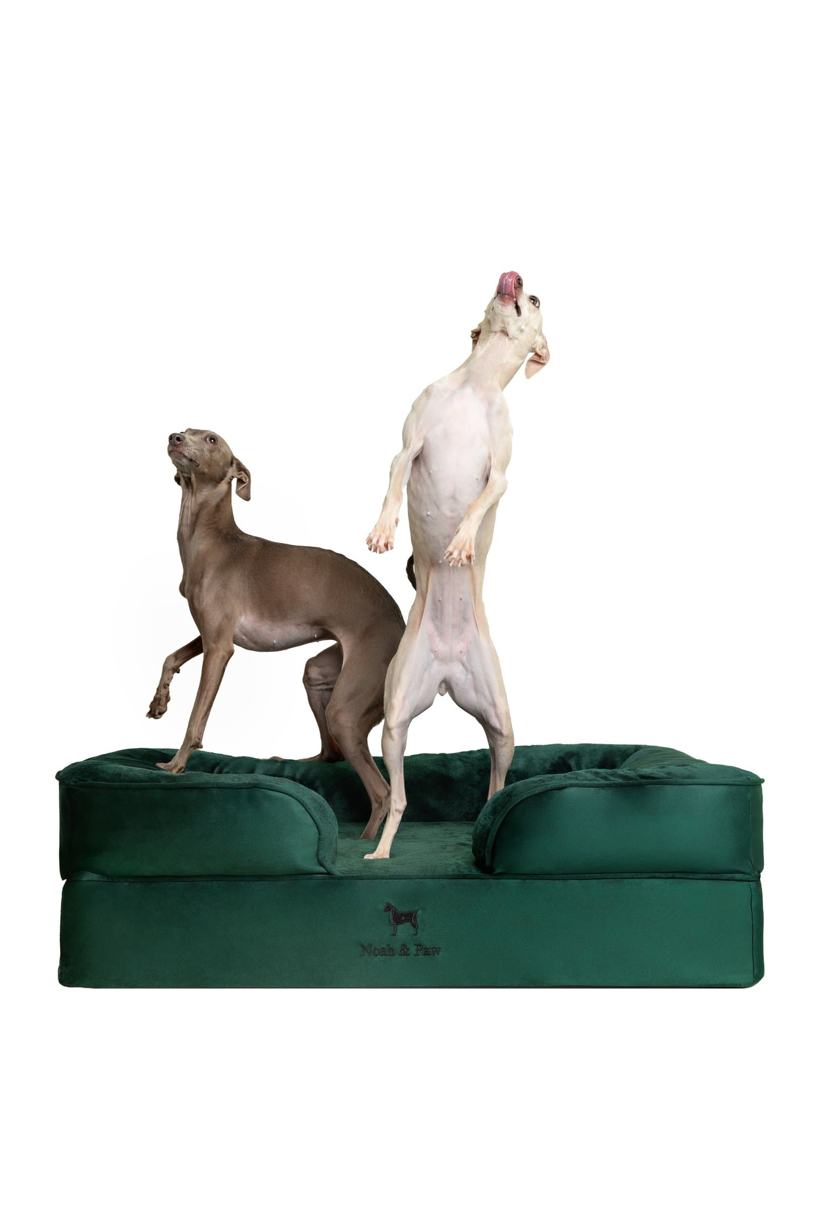 Noah & Paw Machine Washable Orthopedic Classic Dog Bed, Dark Green, Large