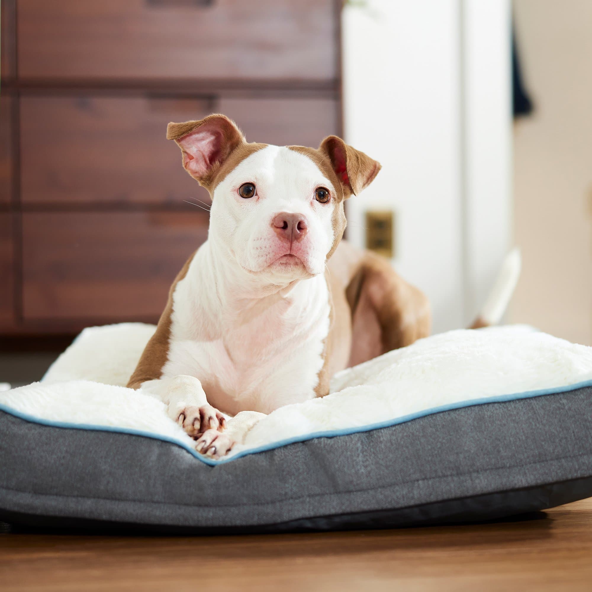 Frisco Orthopedic Pillow Cat & Dog Bed with Removable Cover, Gray, Large