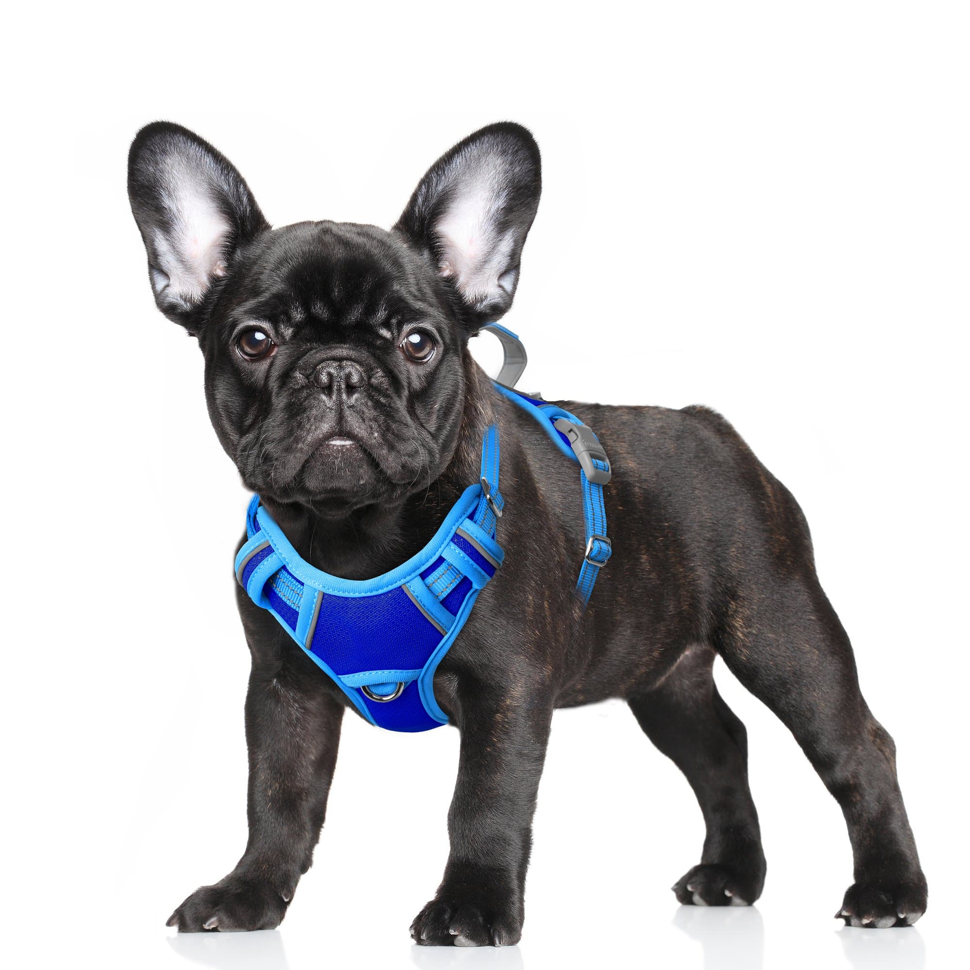 BARKBAY Air Reflective No-Pull Dog Harness with ID Tag Pocket, Sapphire Blue & Blue, Small: 19.5 to 26-in chest