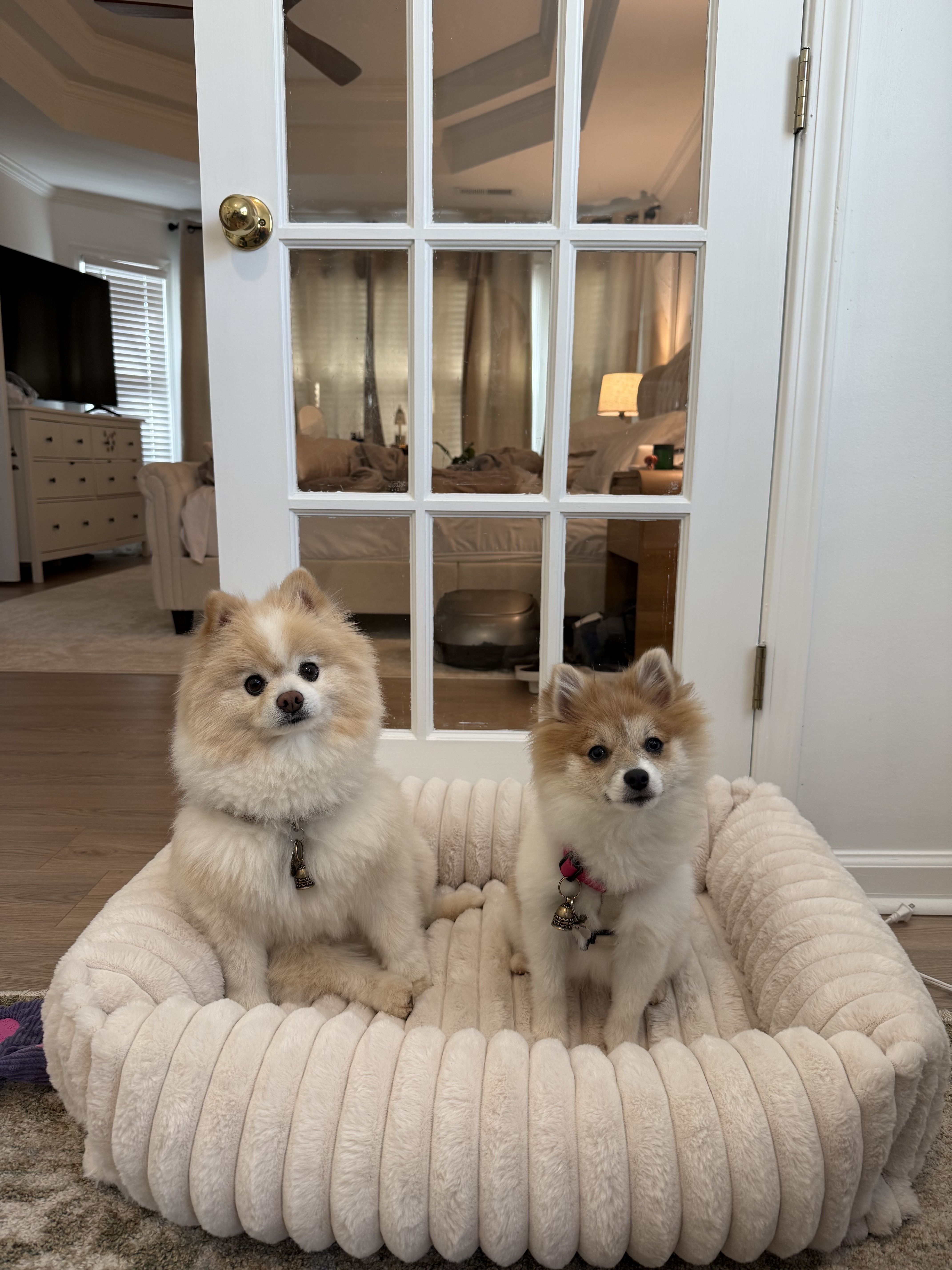 Snow and Alaska, Rodrigo and Vanessa's two Pomeranians, sitting together in a cozy dog bed at home